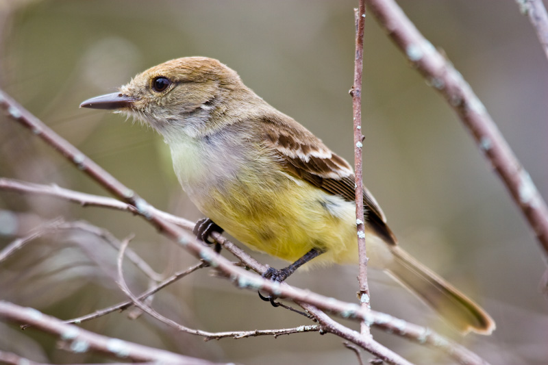 Galápagos Flycatcher